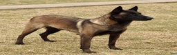 Belgian Malinois dogs for sale: Alex  - Ad 7