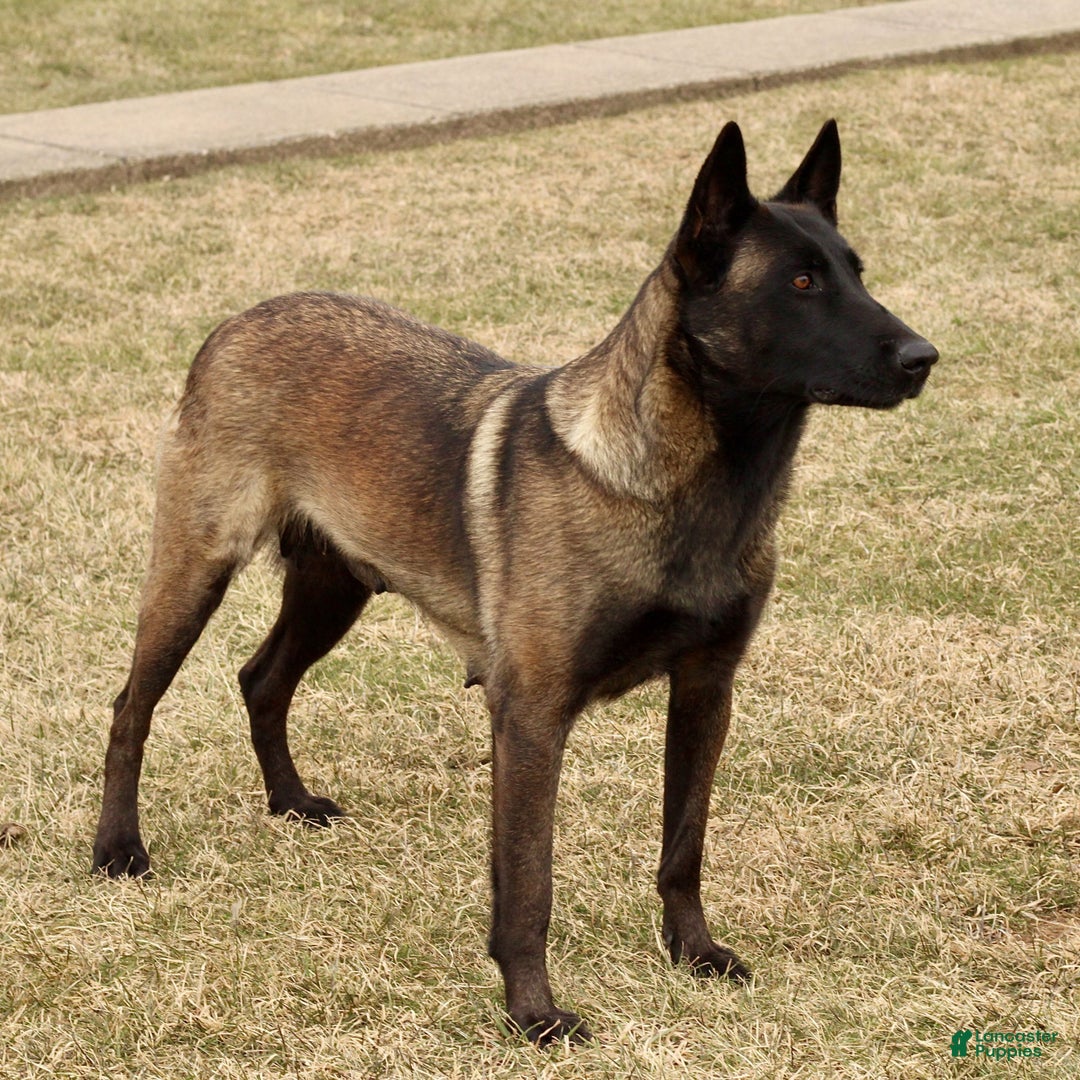 Belgian Malinois dogs for sale: Alex  - Ad 7