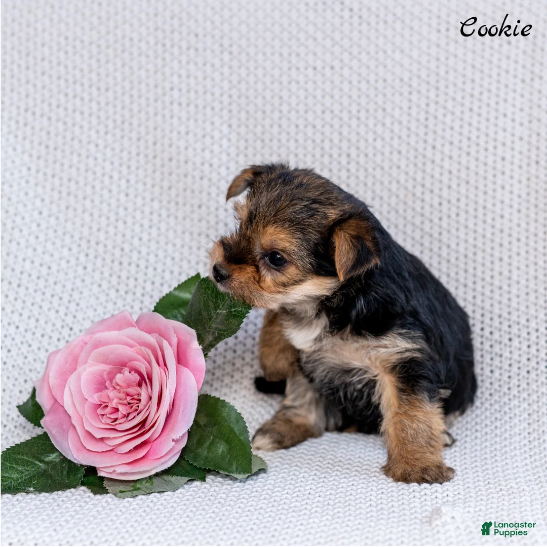 Morkie dogs for sale: Cookie - Ad 5