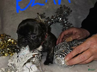 French Bulldog dogs Bear - Ad 19