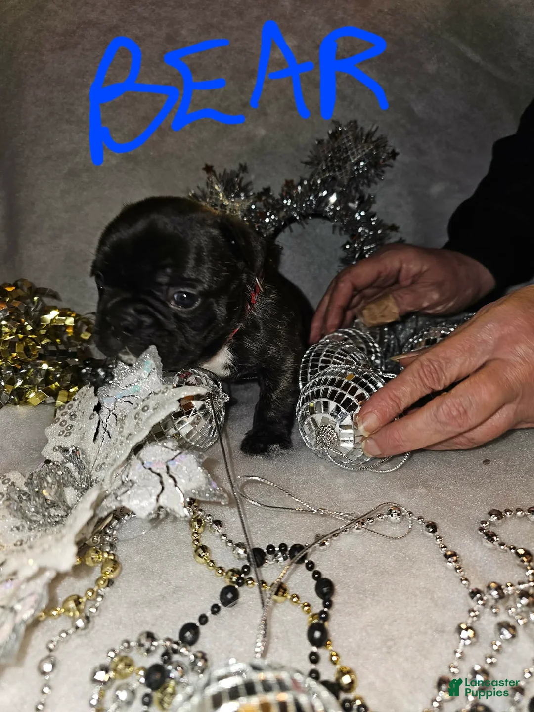 French Bulldog dogs for sale: Bear - Ad 2