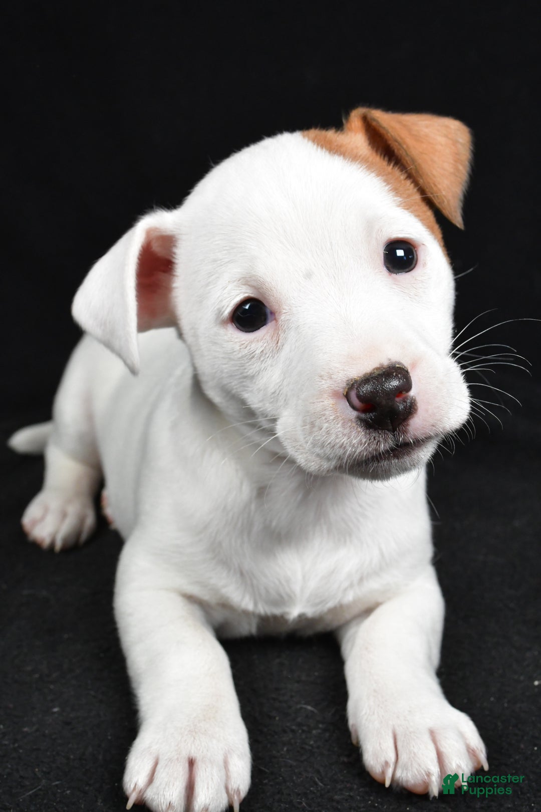 Jack Russell Terrier dogs for sale: Pansy - Ad 10