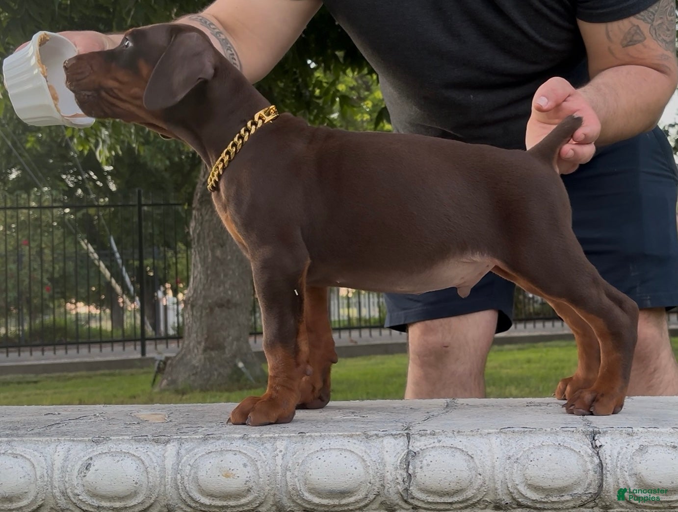 Doberman Pinscher dogs Bo - Ad 17