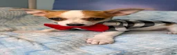 Chihuahua dogs for sale: Chihuahua Puppy 1 - Ad 12