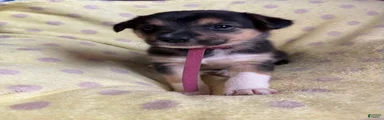 Mixed Breed Puppy 4
