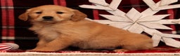 Golden Retriever dogs for sale: Ginger - Ad 5