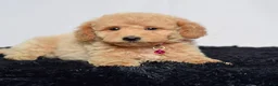 Mini Goldendoodle dogs for sale: Ms. Mia - Ad 6