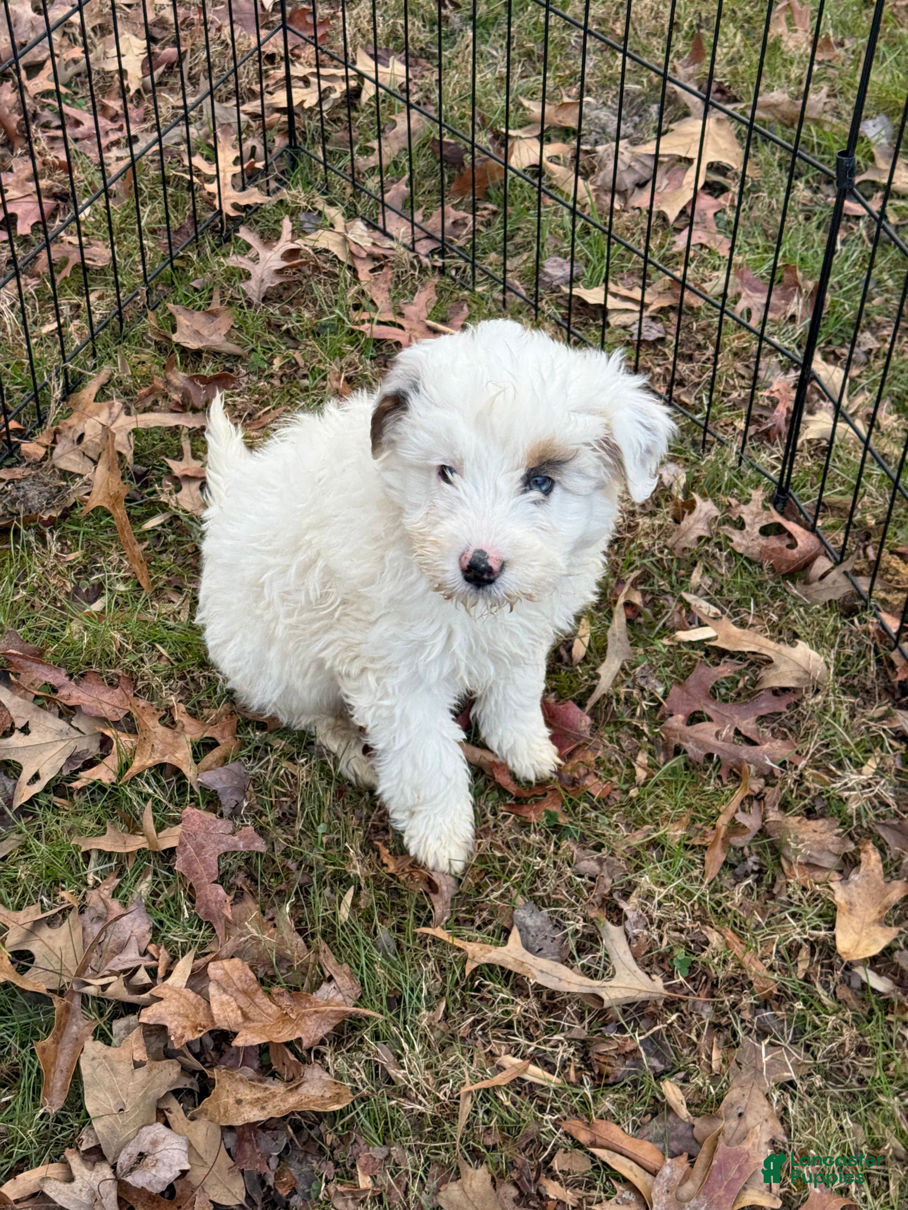 Mini Aussiedoodle dogs Mini Aussiedoodle Puppy 1 - Ad 14