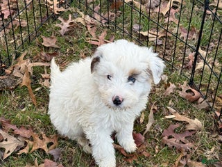 Mini Aussiedoodle dogs Mini Aussiedoodle Puppy 1 - Ad 29