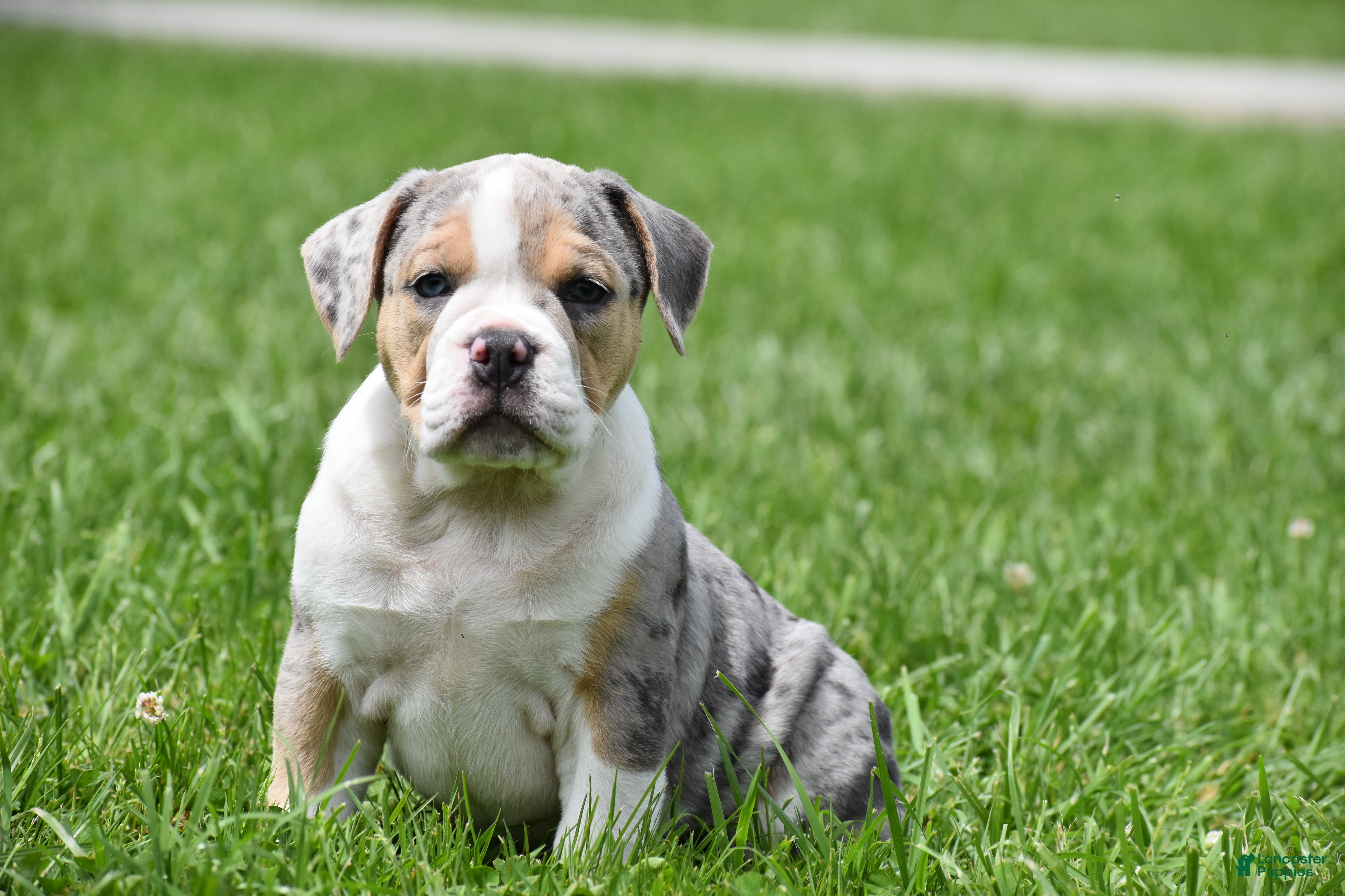 Beabull dogs Opal - Ad 1