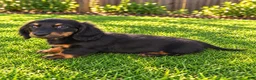 Miniature Dachshund dogs for sale: Benson - Ad 6
