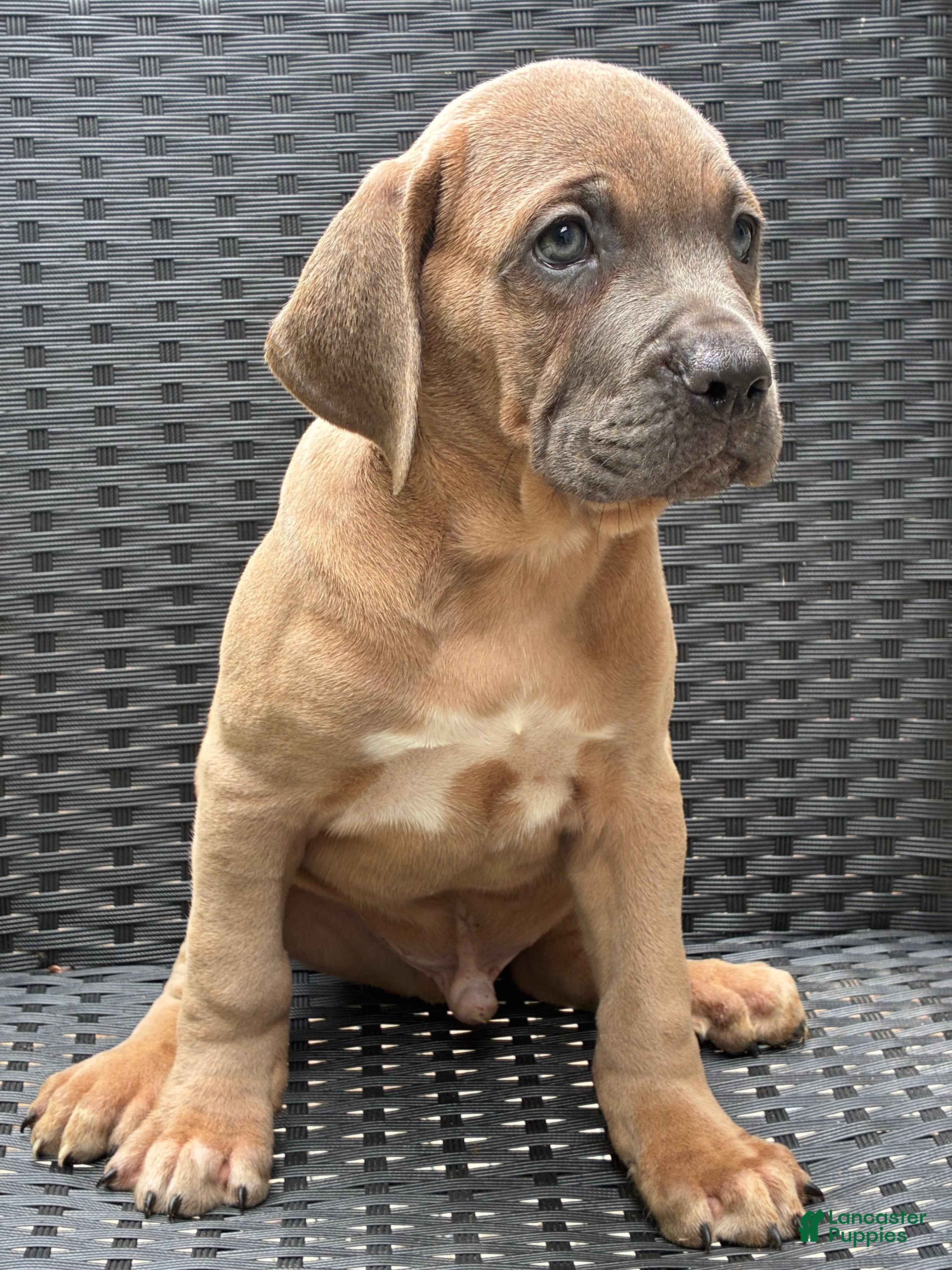 Cane Corso dogs Cane Corso Formentino  - Ad 31
