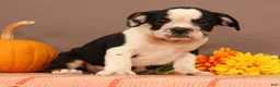 Beabull dogs for sale: Wyatt - Ad 3