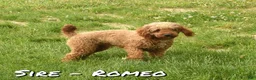 Cavapoo dogs for sale: Fern - Ad 11