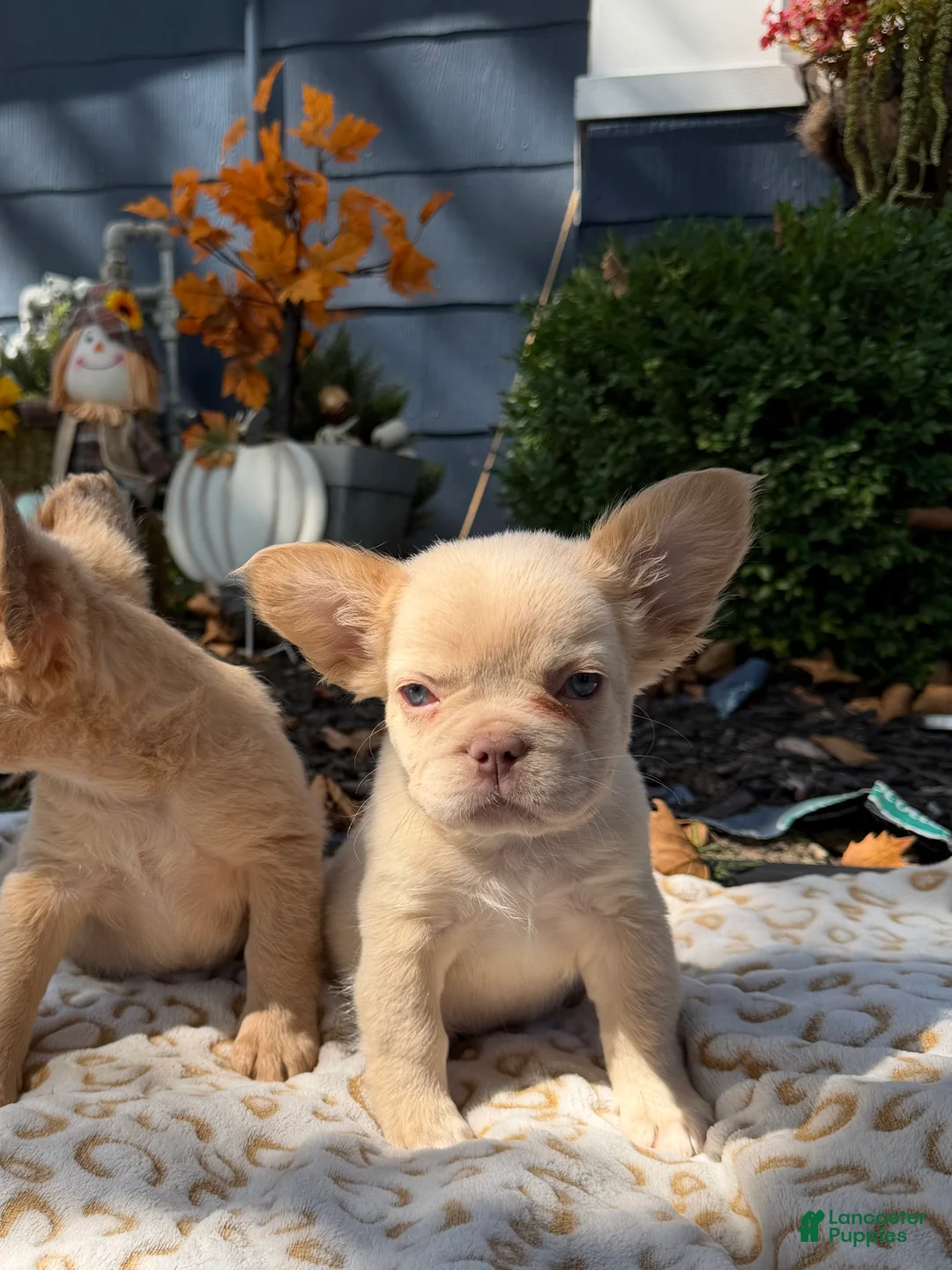 French Bulldog dogs for sale: Ghost - Ad 1