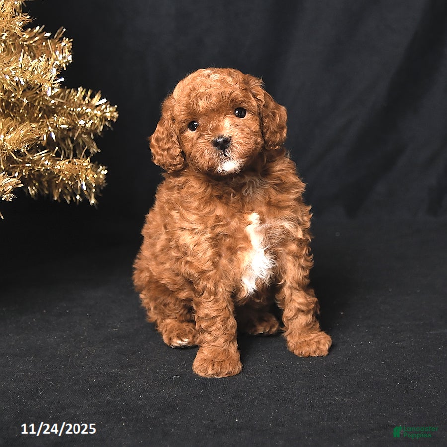 Toy Poodle dogs Dasher - Ad 19
