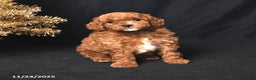 Toy Poodle dogs for sale: Dasher - Ad 1
