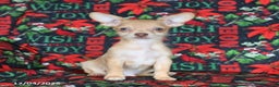 Chihuahua dogs for sale: Leo - Ad 1