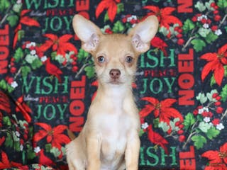 Chihuahua dogs Leo - Ad 32