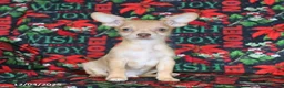 Chihuahua dogs for sale: Leo - Ad 1