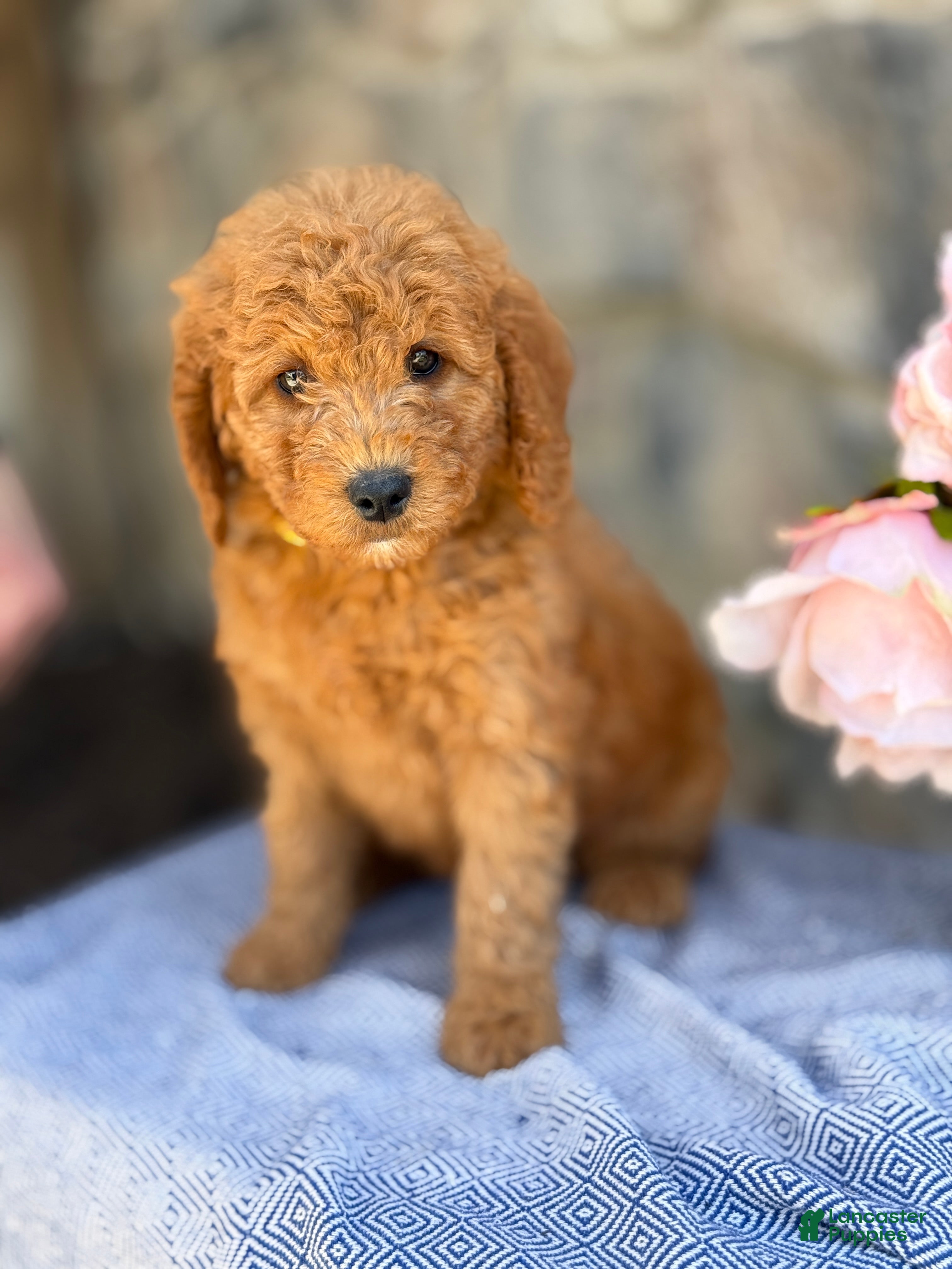 Goldendoodle dogs Miso - Ad 2