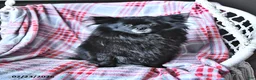Pomeranian dogs for sale: Adora - Ad 4