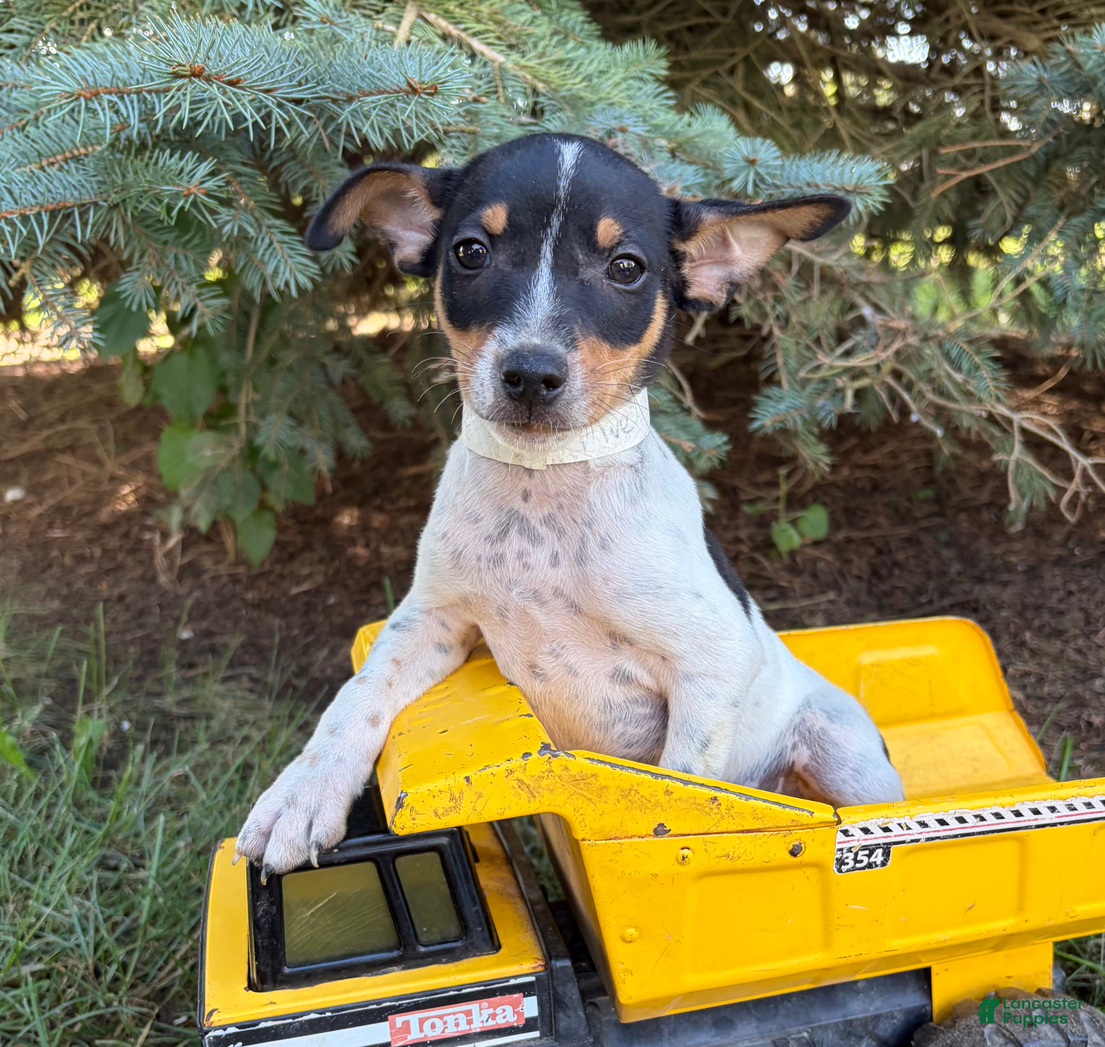 Rat Terrier dogs Romeo - Ad 1