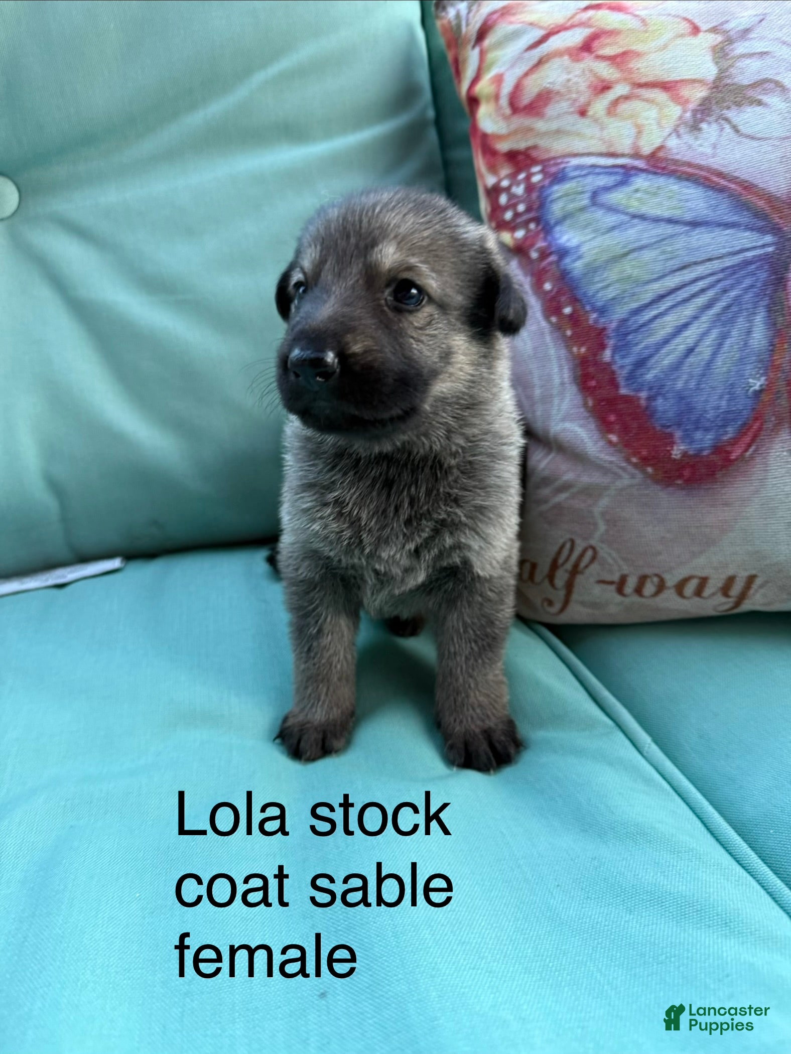 German Shepherd dogs Lola - Ad 2