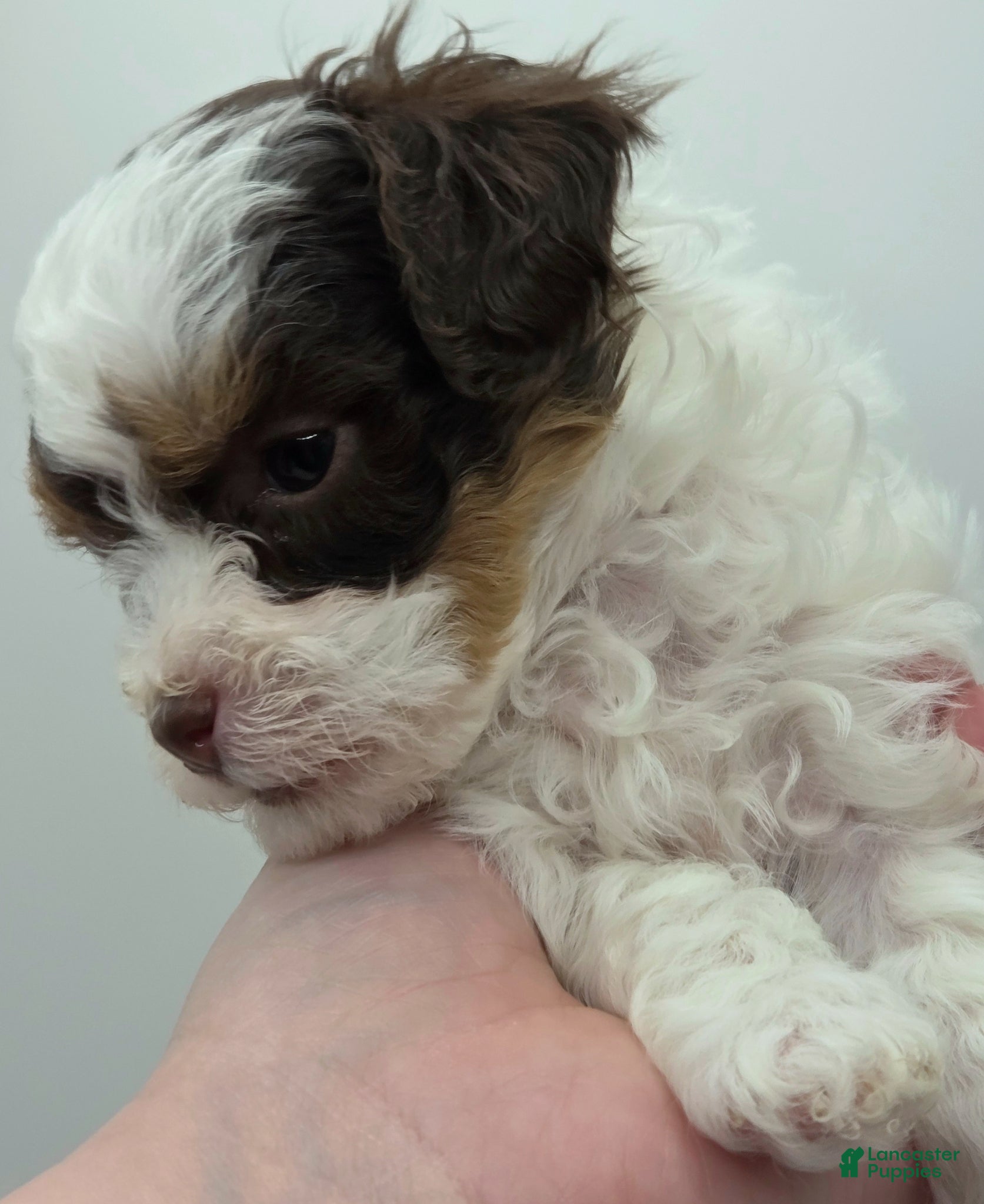 Miniature Poodle dogs Belle - AKC Mini Poodle - Ad 7