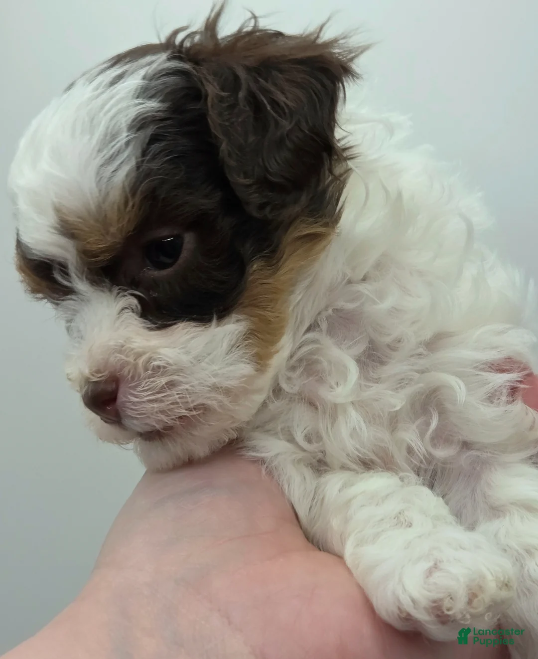 Miniature Poodle dogs for sale: Belle - AKC Mini Poodle - Ad 1