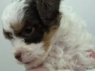 Miniature Poodle dogs Belle - AKC Mini Poodle - Ad 6