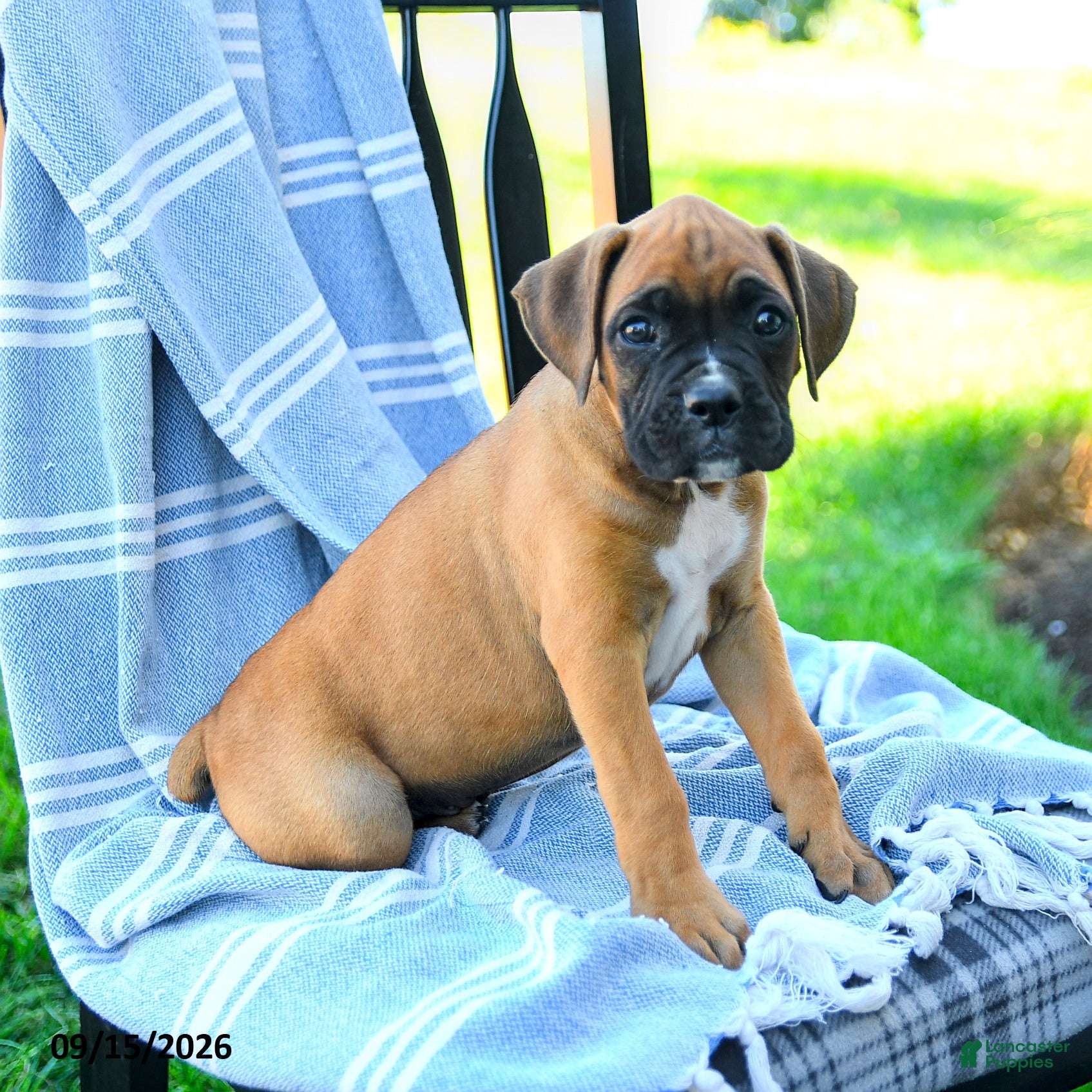 Boxer dogs Oliver - Ad 1