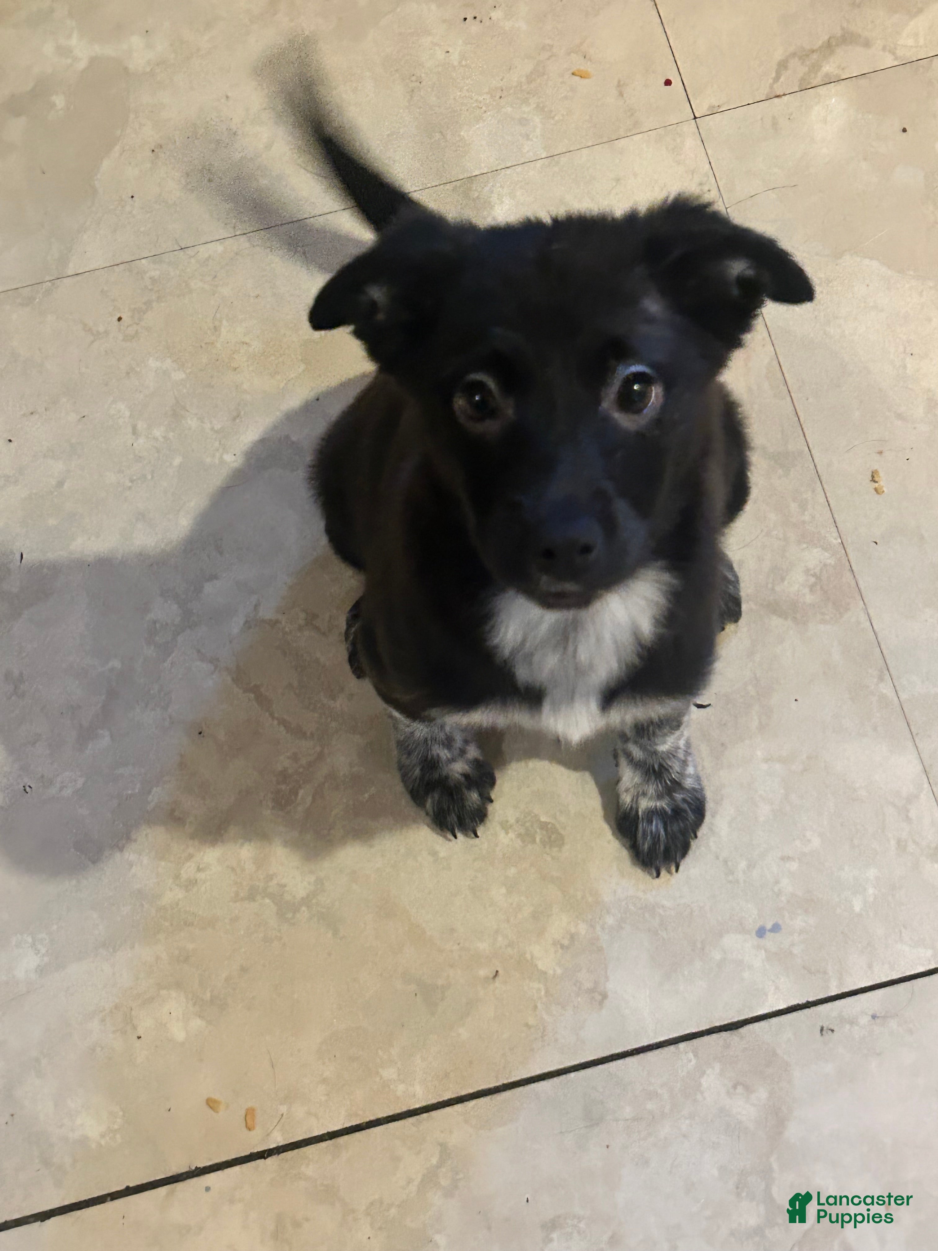 Mixed Breed dogs Jelly - Ad 42