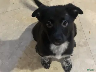 Mixed Breed dogs Jelly - Ad 42