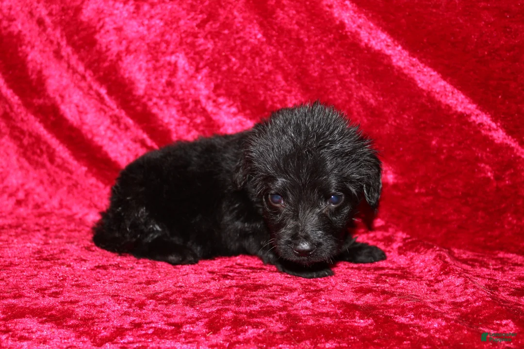 Doxiepoo dogs for sale: Doxiepoo Flower - Ad 2