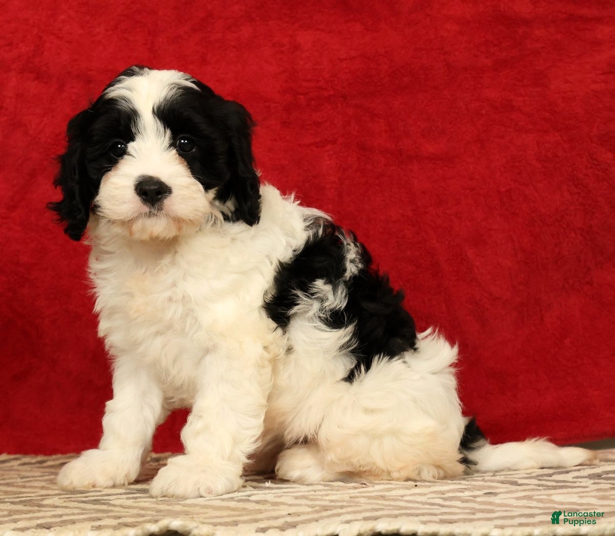 Cavapoo dogs Barbi - Ad 2