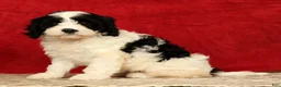 Cavapoo dogs for sale: Barbi - Ad 2