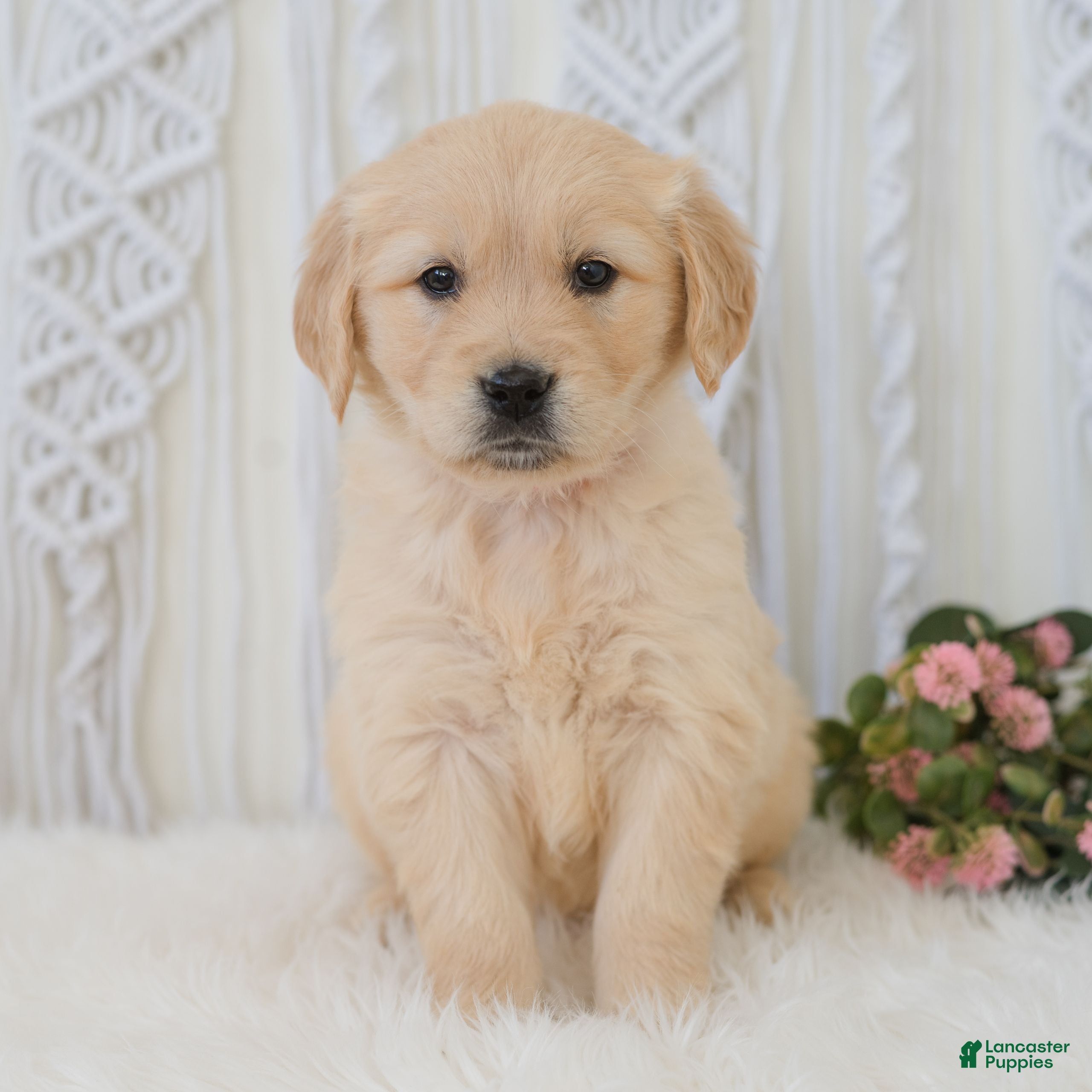 Golden Retriever dogs Belle  - Ad 2