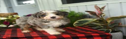 Mini Bernedoodle dogs for sale: Rex - Ad 4
