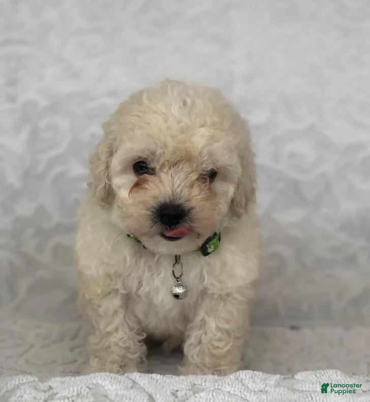 Maltipoo dogs Kelly - Ad 21