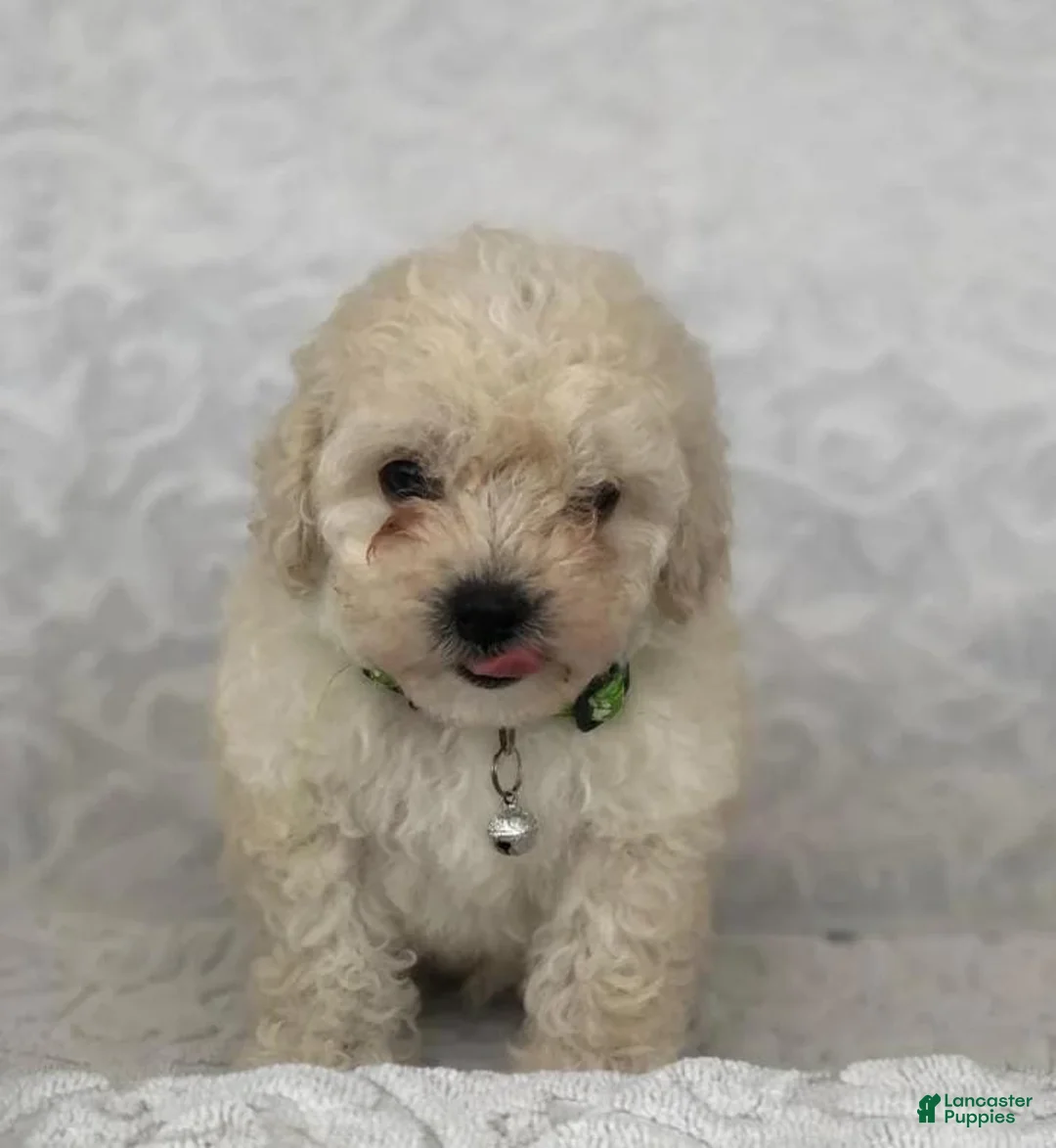 Maltipoo dogs for sale: Kelly - Ad 1