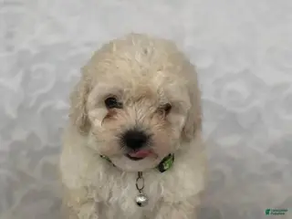 Maltipoo dogs Kelly - Ad 21