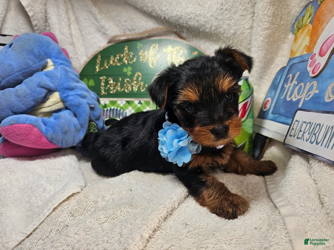 Yorkshire Terrier dogs for sale: Sly Stalone  - Ad 4