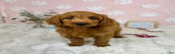 Mini Goldendoodle dogs for sale: Lexi - Ad 3