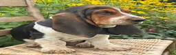 Basset Hound dogs for sale: Walter - Ad 4
