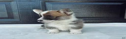 Welsh Corgi Pembroke dogs for sale: Johnny Welsh Corgi Pembroke Puppy  - Ad 3