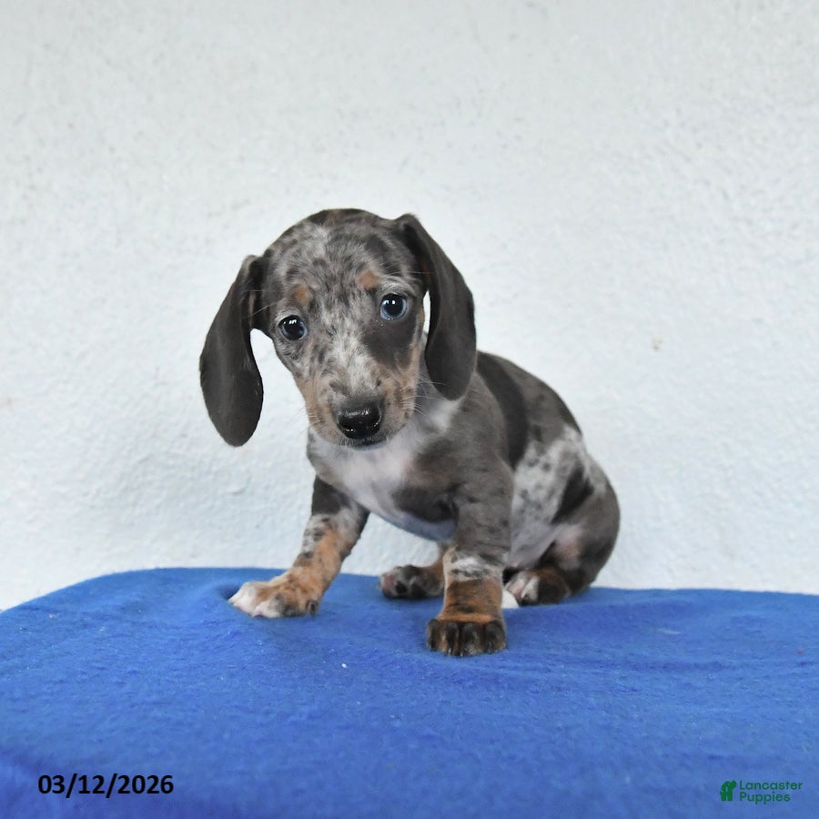 Miniature Dachshund dogs Maggie - Ad 2