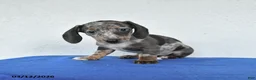 Miniature Dachshund dogs for sale: Maggie - Ad 2