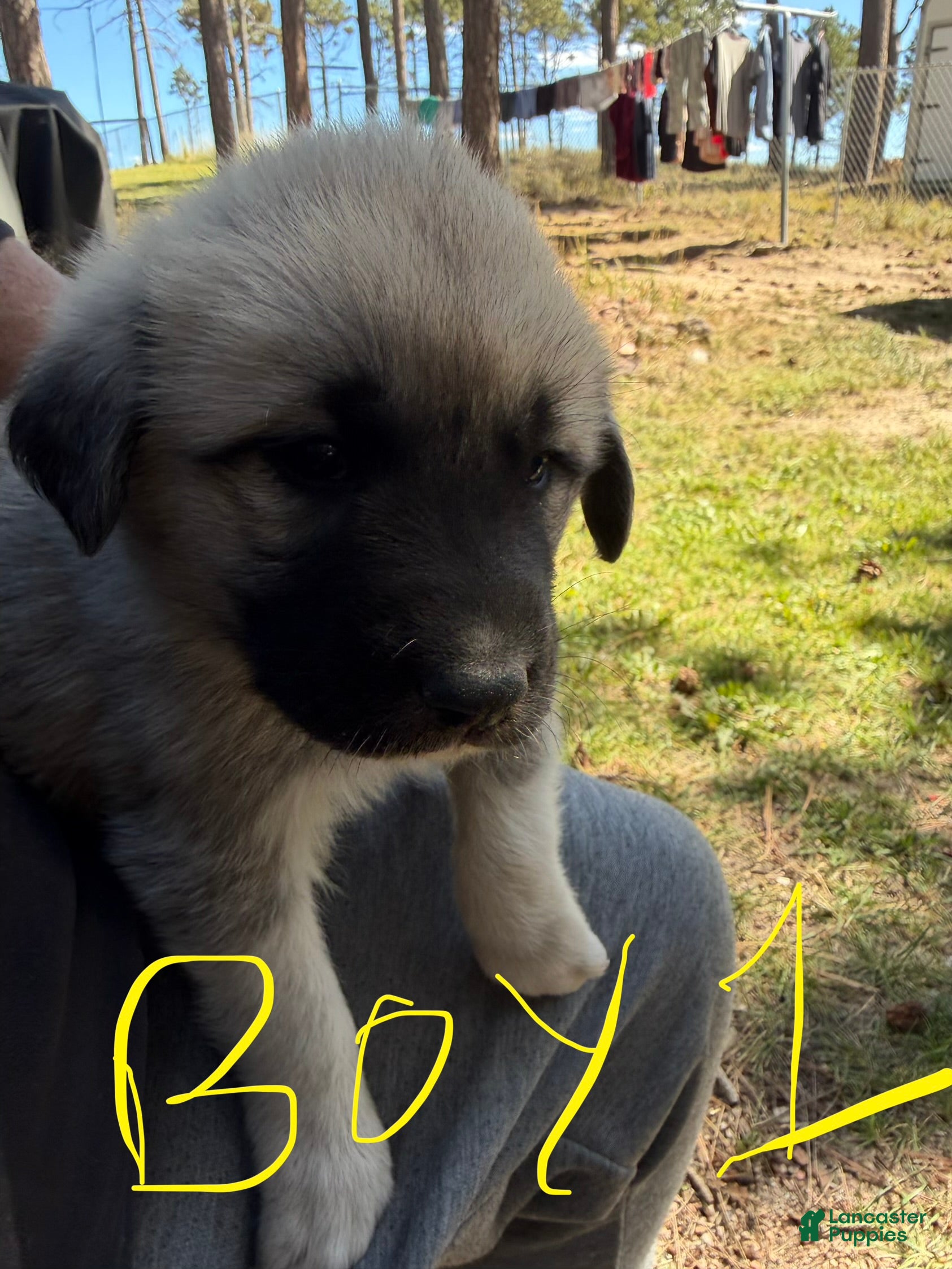 Mixed Breed dogs Boy 1 - Ad 2