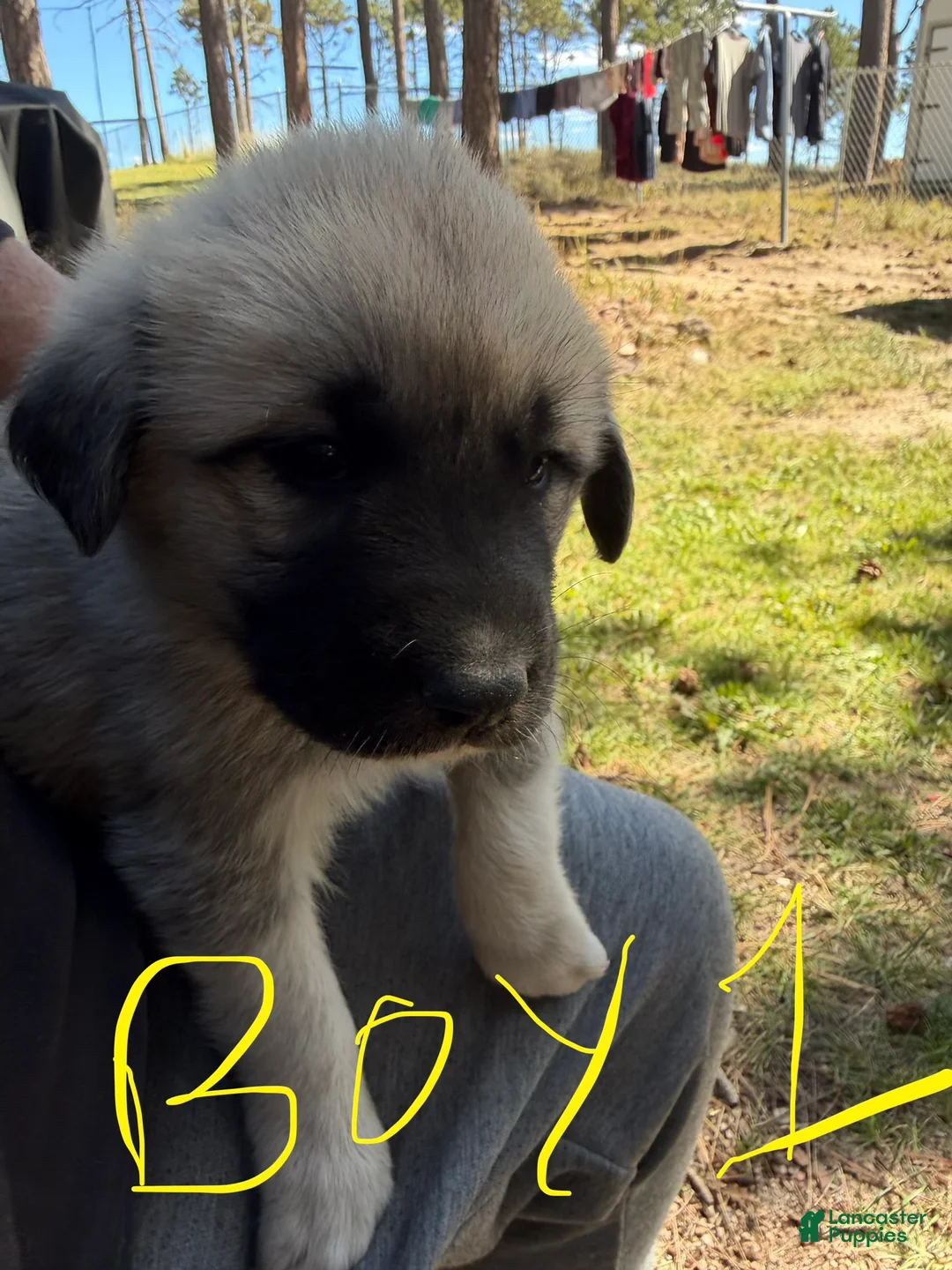 Mixed Breed dogs for sale: Boy 1 - Ad 2